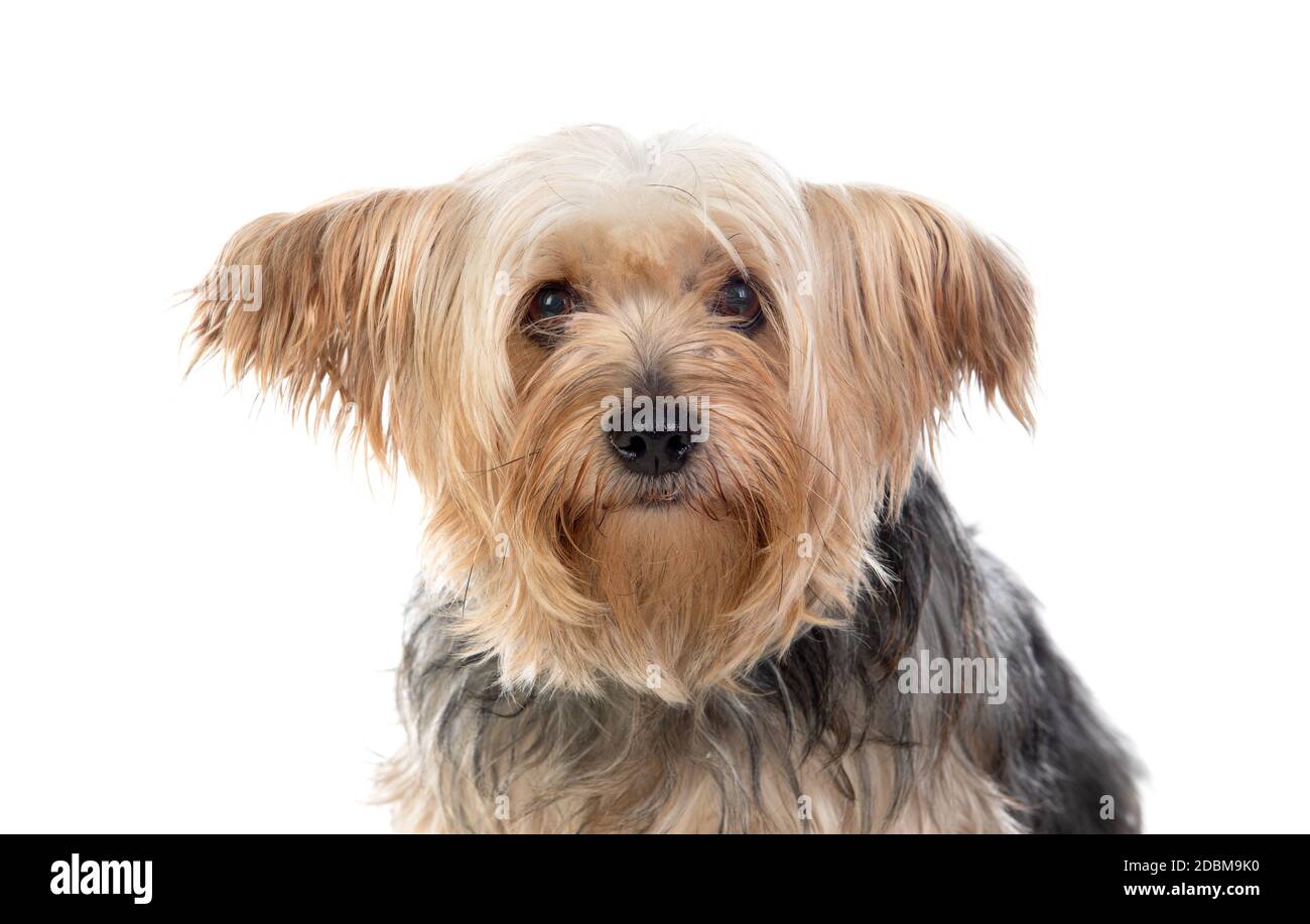 Petit chien du yorkshire drôle isolé sur fond blanc Banque D'Images