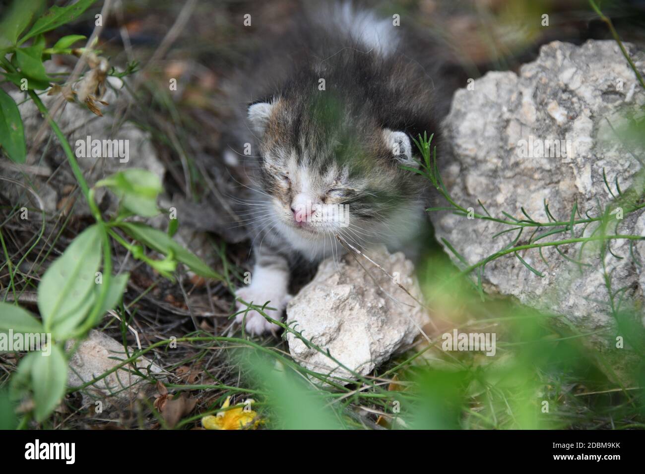 Un petit chaton jeune qui appelle sa mère de la faim, province d'Alicante, Espagne Banque D'Images