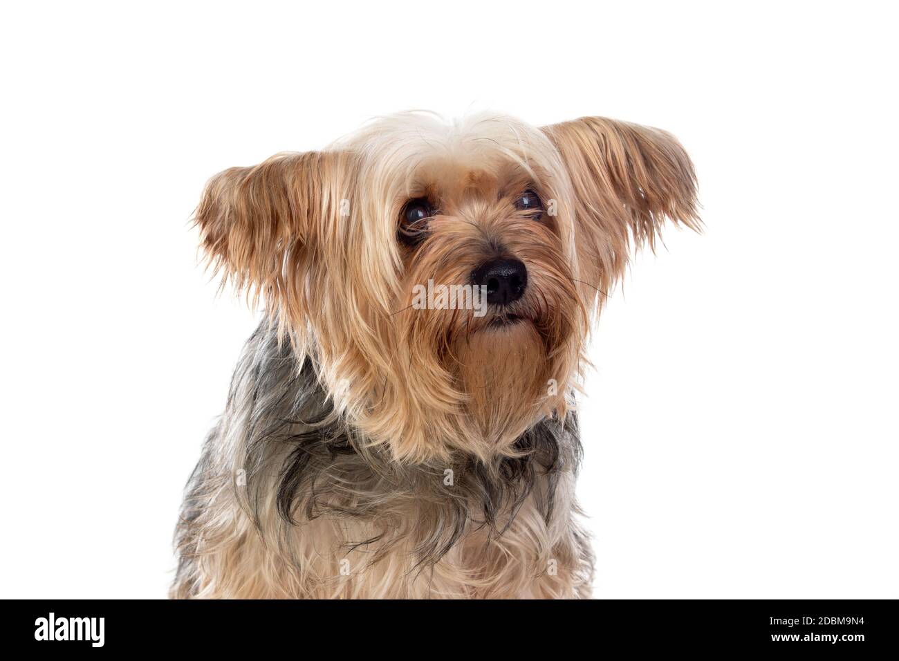 Petit chien du yorkshire drôle isolé sur fond blanc Banque D'Images
