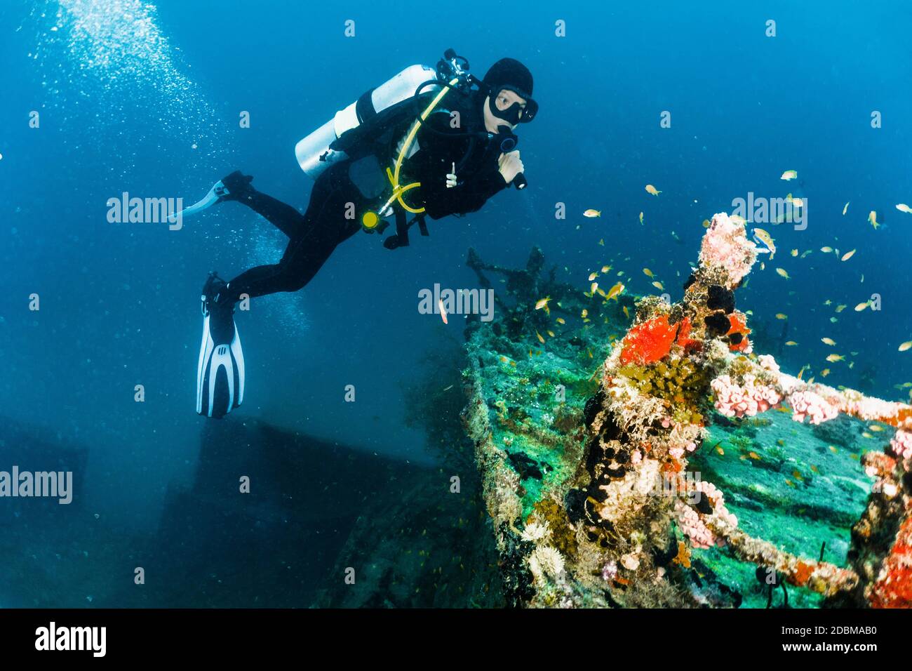 Plongée en plongée avec plongée dans Ari Atoll, Maldives Banque D'Images