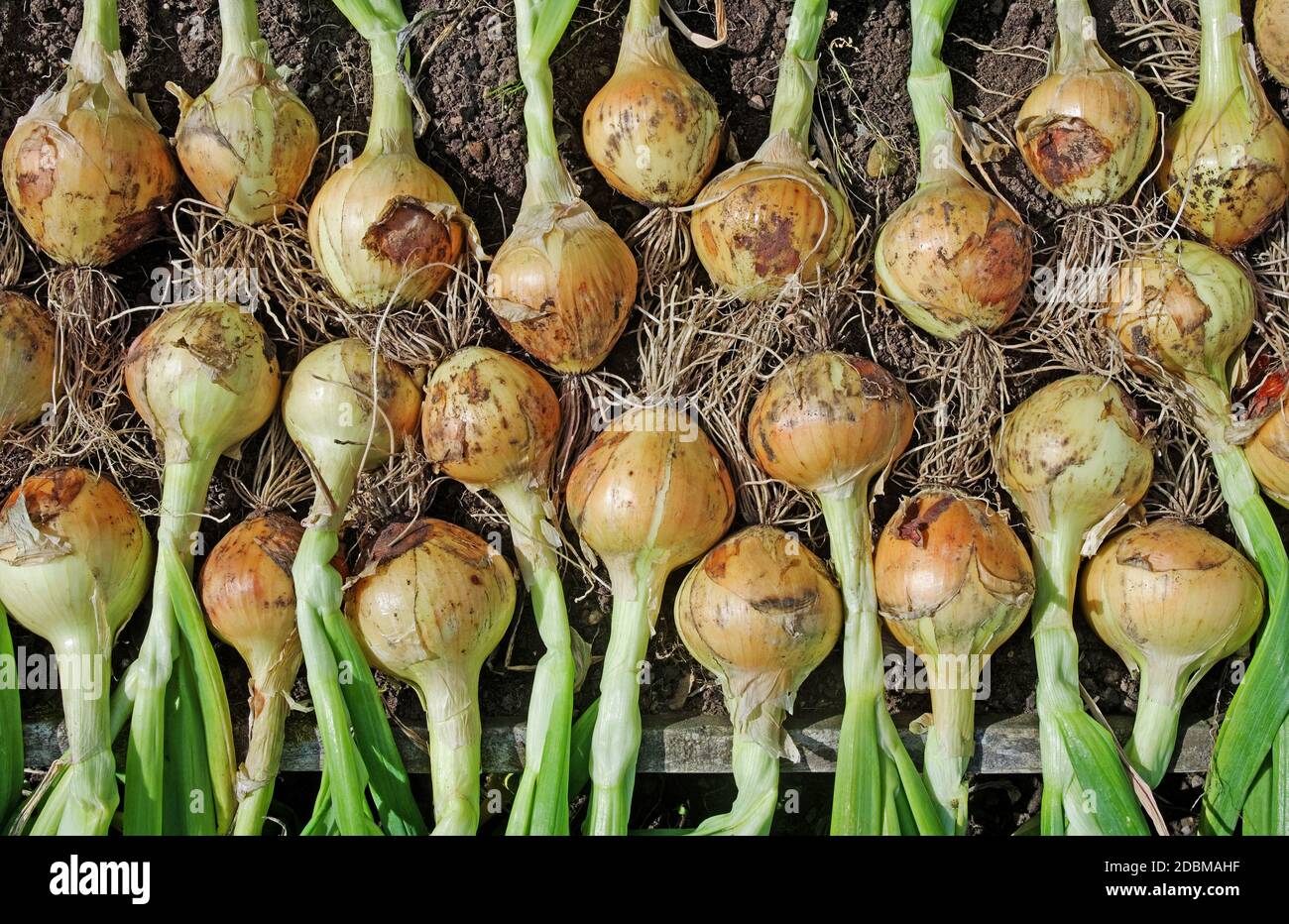 La récolte d'oignon 'Hisky' a été levée et séchée sous le soleil d'été dans le jardin anglais, Angleterre Royaume-Uni Banque D'Images