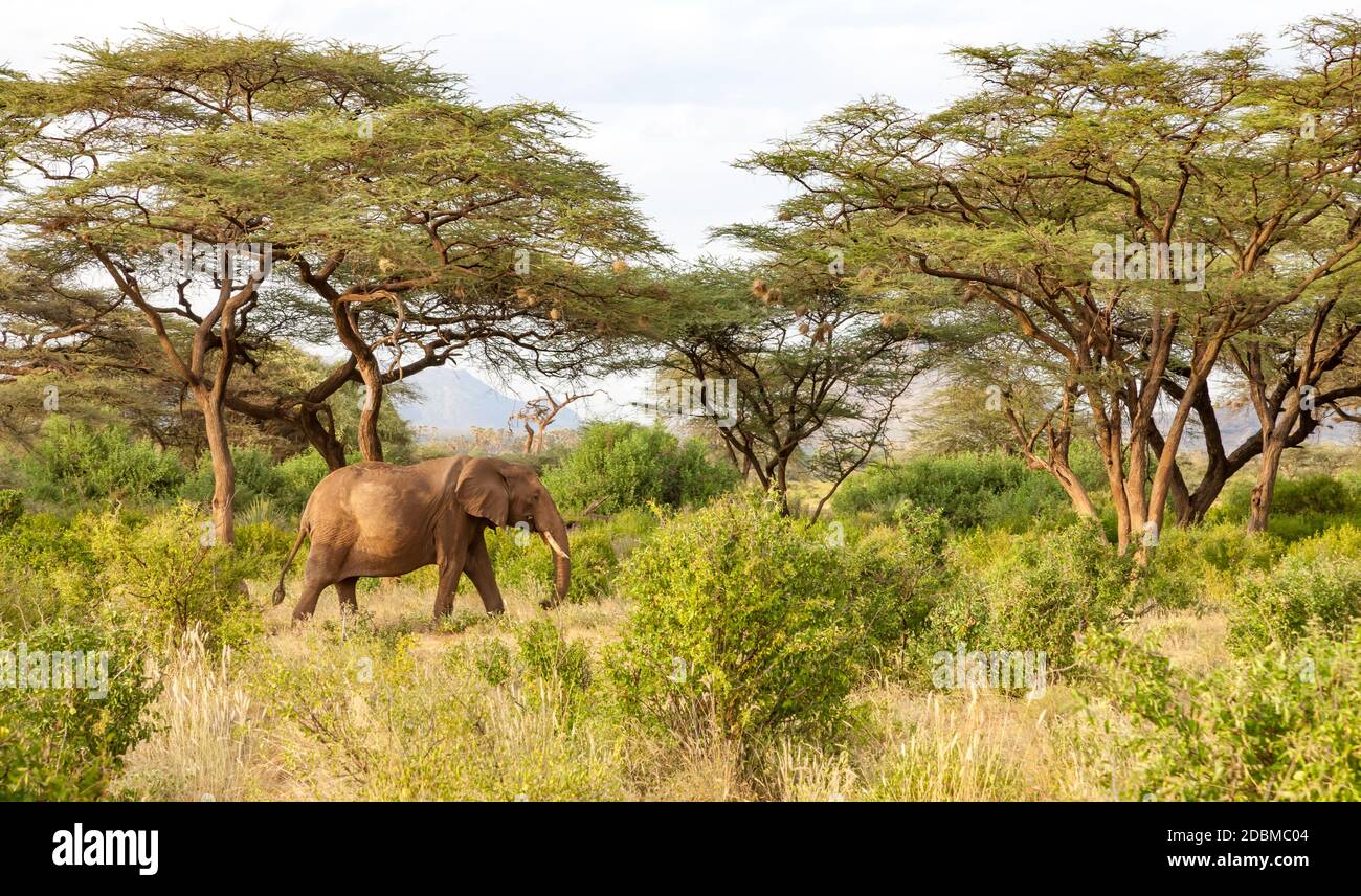 Certains éléphants traversent la jungle au milieu de nombreux buissons Banque D'Images