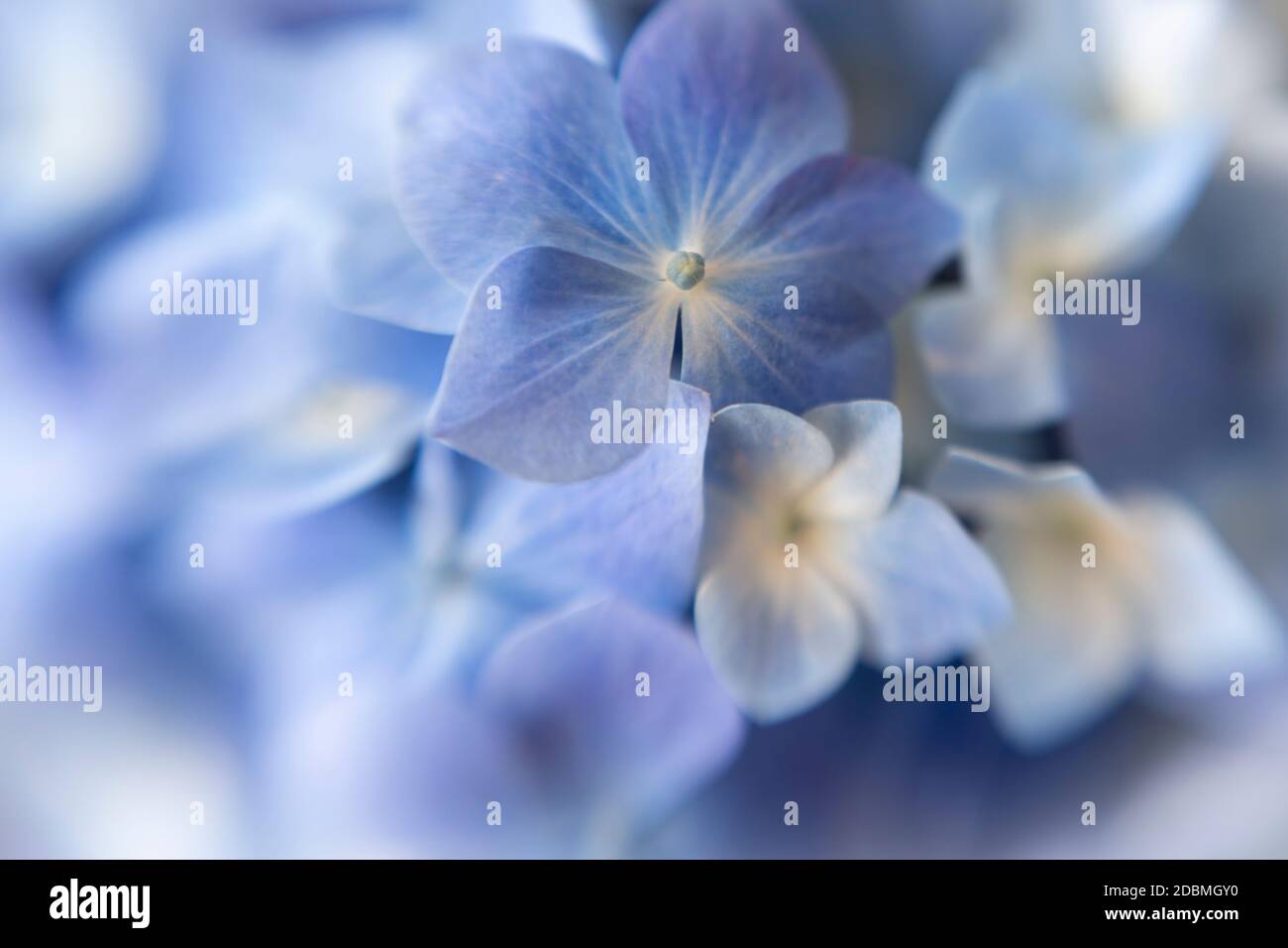 WA18172-00...WASHINGTON - Hydrangea tourné avec un Lensbaby Sweet Spot 50. Banque D'Images WA18172-00...WASHINGTON - Hydrangea tourné avec un Lensbaby Sweet Spot 50. Banque D'Images