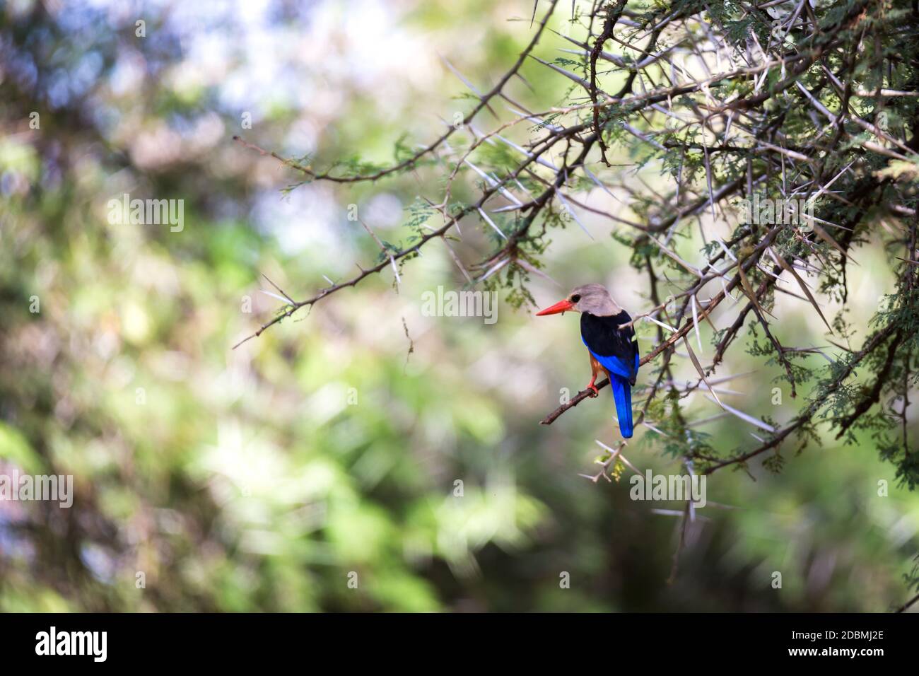 Les oiseaux indigènes très colorés s'assoient sur les branches Banque D'Images