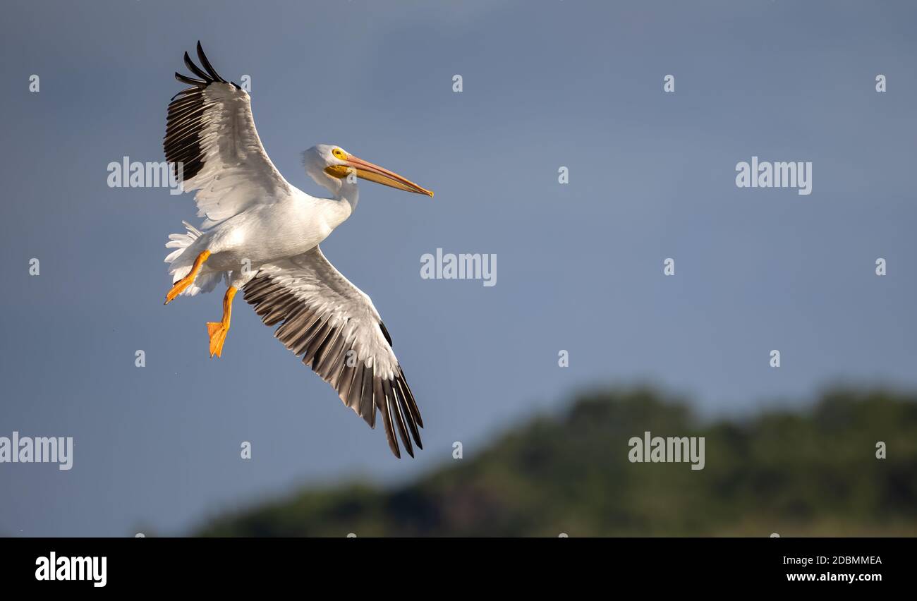 Bebe Pelican Brun Banque D Image Et Photos Alamy