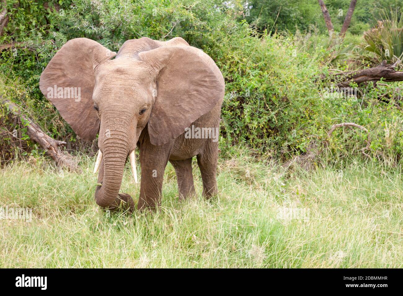 Certains éléphants traversent la jungle au milieu de nombreux buissons Banque D'Images