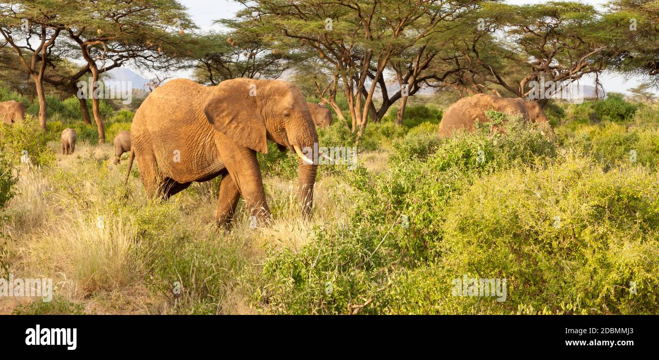Certains éléphants traversent la jungle au milieu de nombreux buissons Banque D'Images