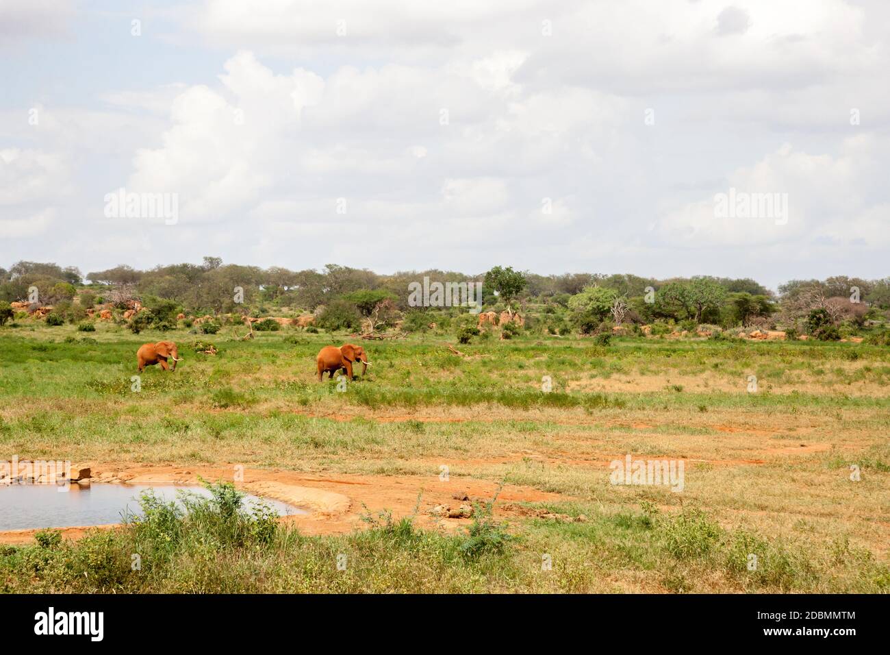 Les éléphants marchent dans la savane près du trou d'eau avec beaucoup de plantes vertes Banque D'Images