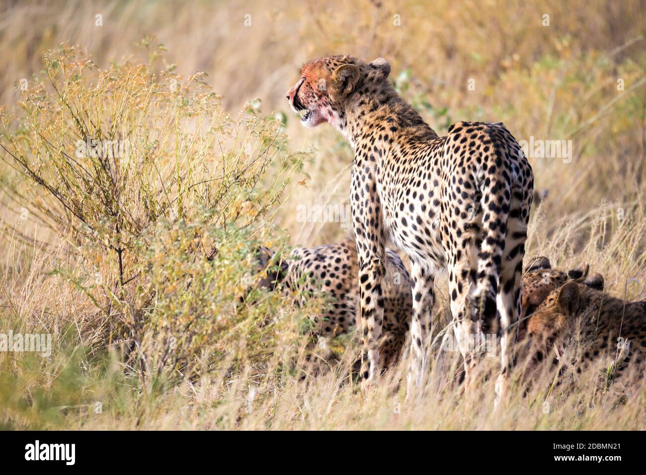 Les cheetahs mangeant au milieu de l'herbe Banque D'Images