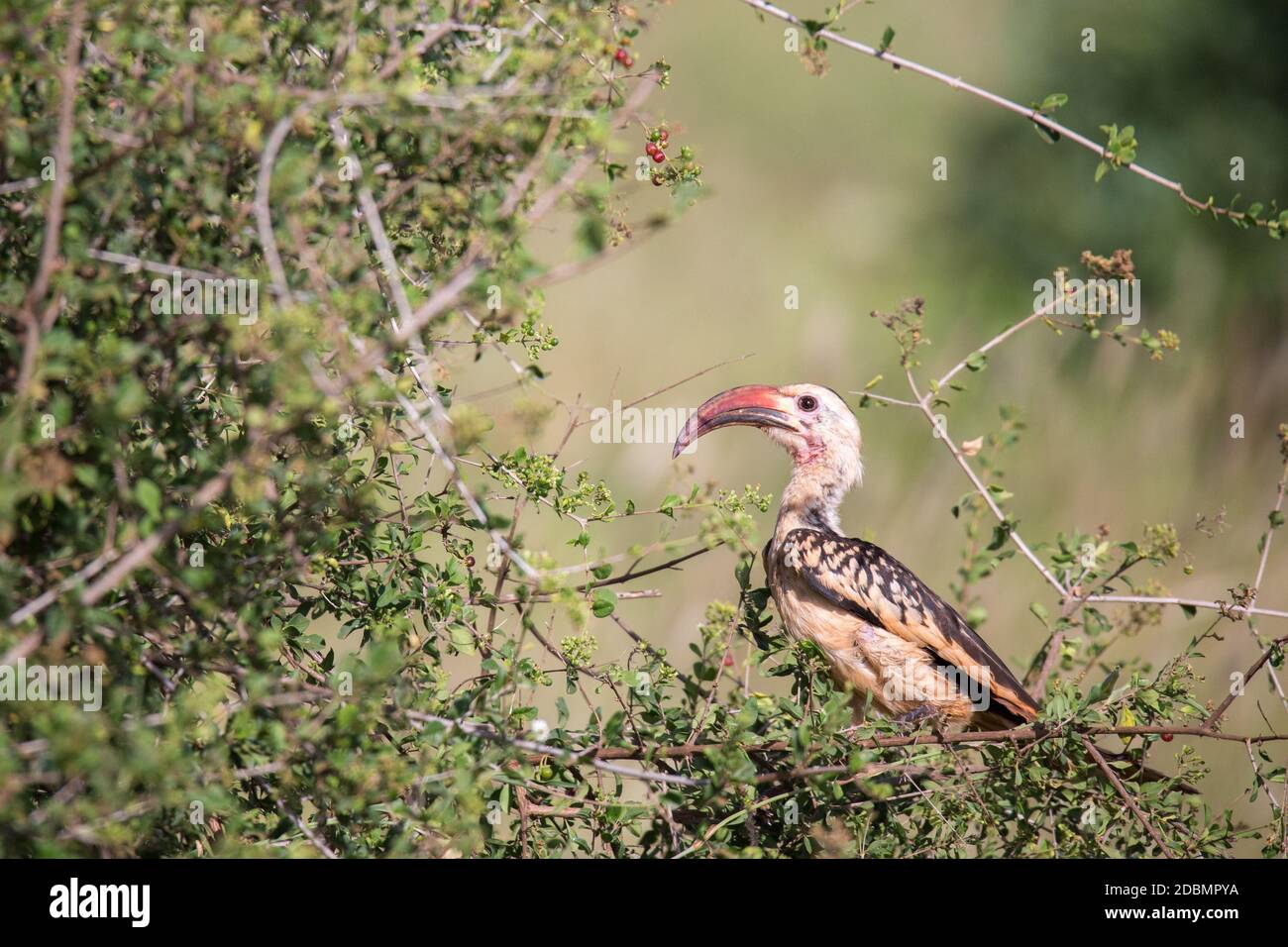 Un oiseau kenyan local sur le buisson vert Banque D'Images