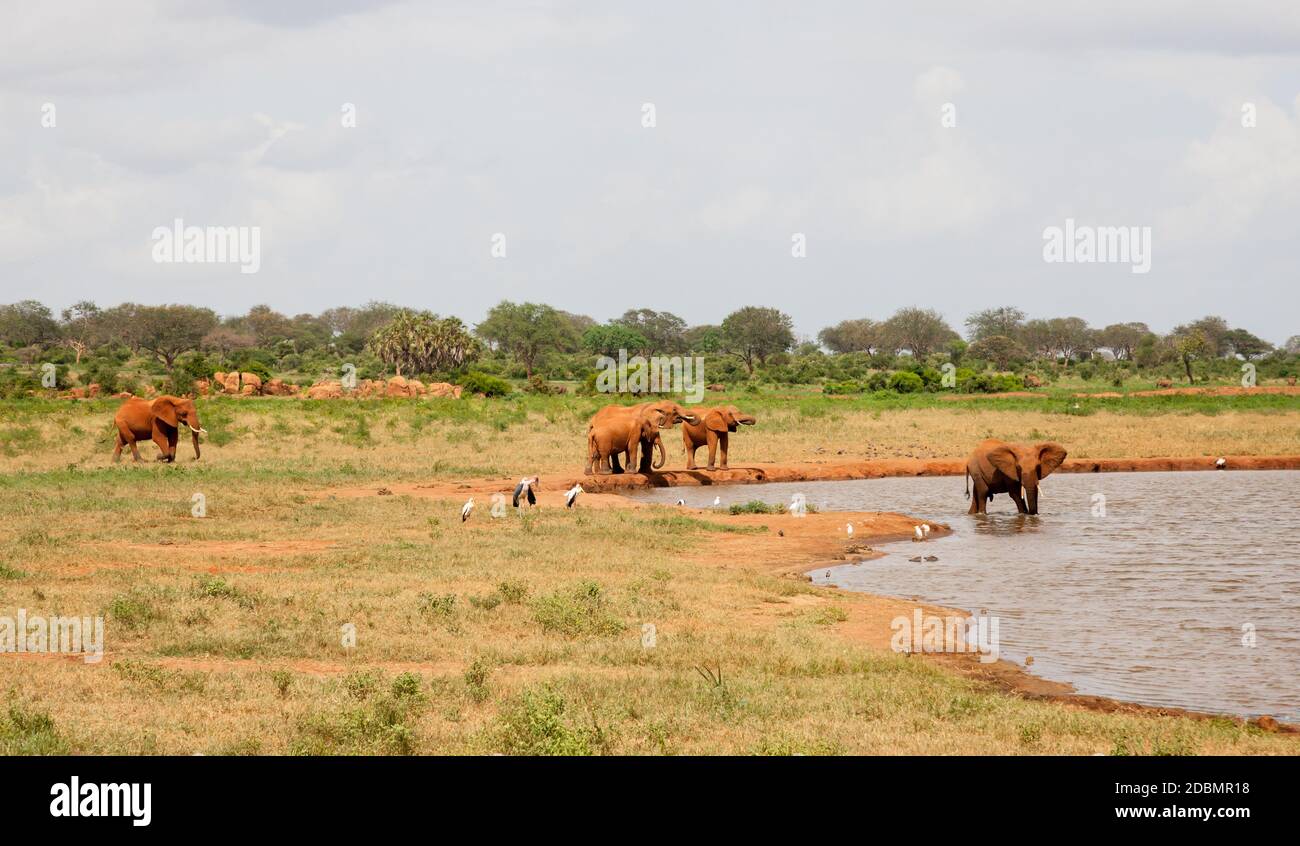 Beaucoup d'éléphants rouges sont sur le trou d'eau Banque D'Images