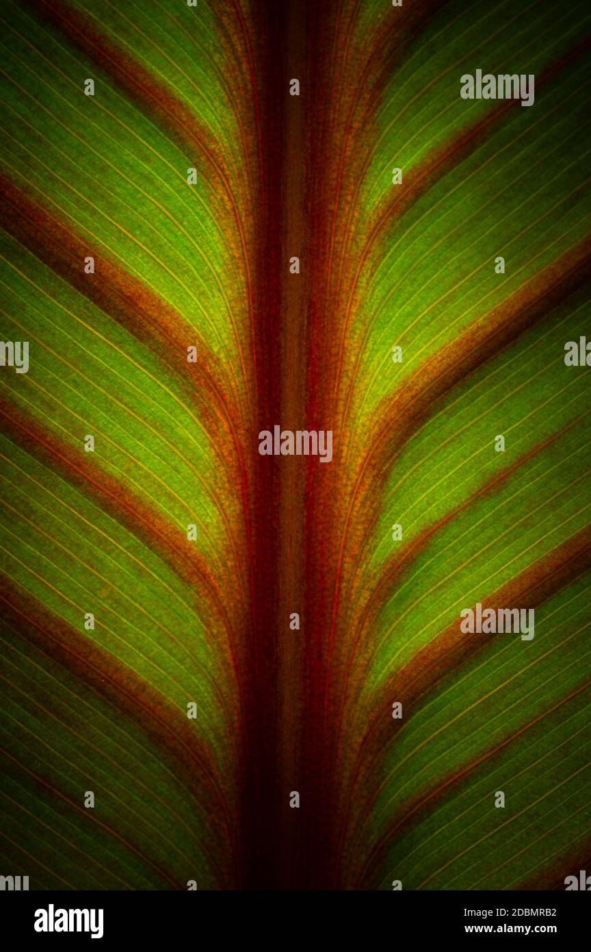 Feuilles de canna Banque de photographies et d’images à haute — free download