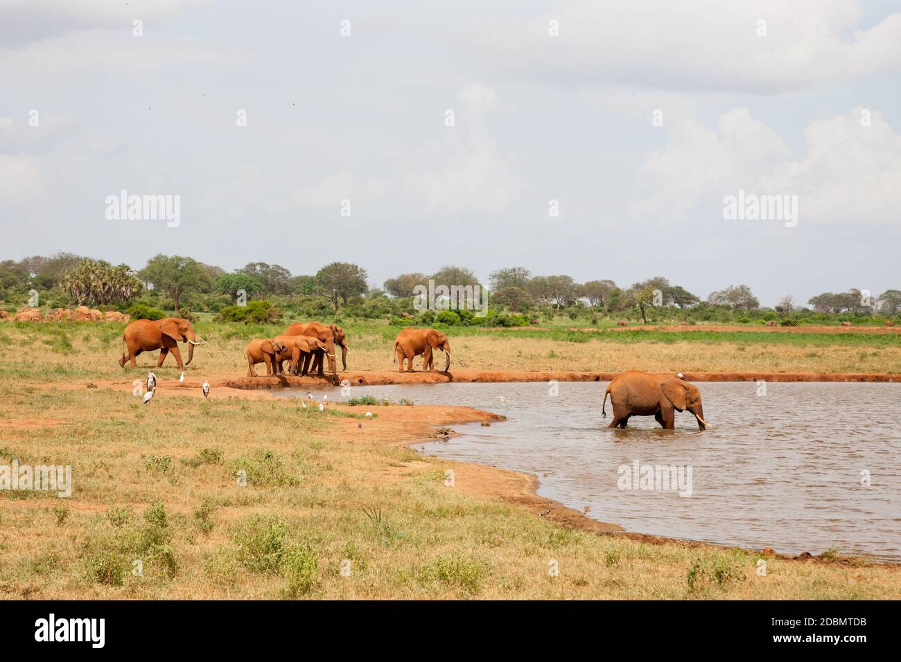 Beaucoup d'éléphants rouges sont sur le trou d'eau Banque D'Images