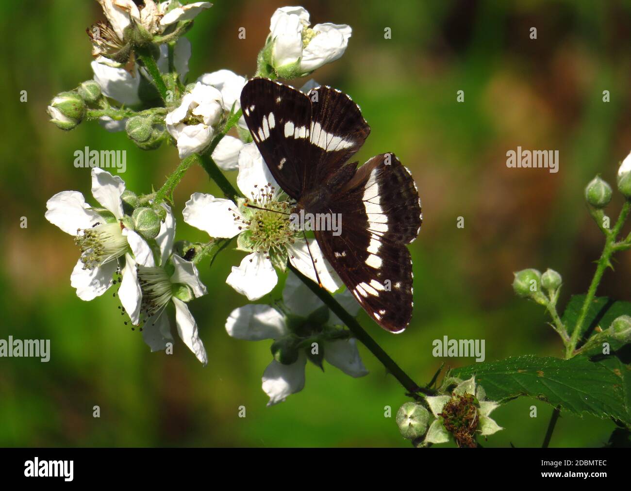 Amiral blanc, Limenitis camilla, assis sur une fleur de blackberry Banque D'Images