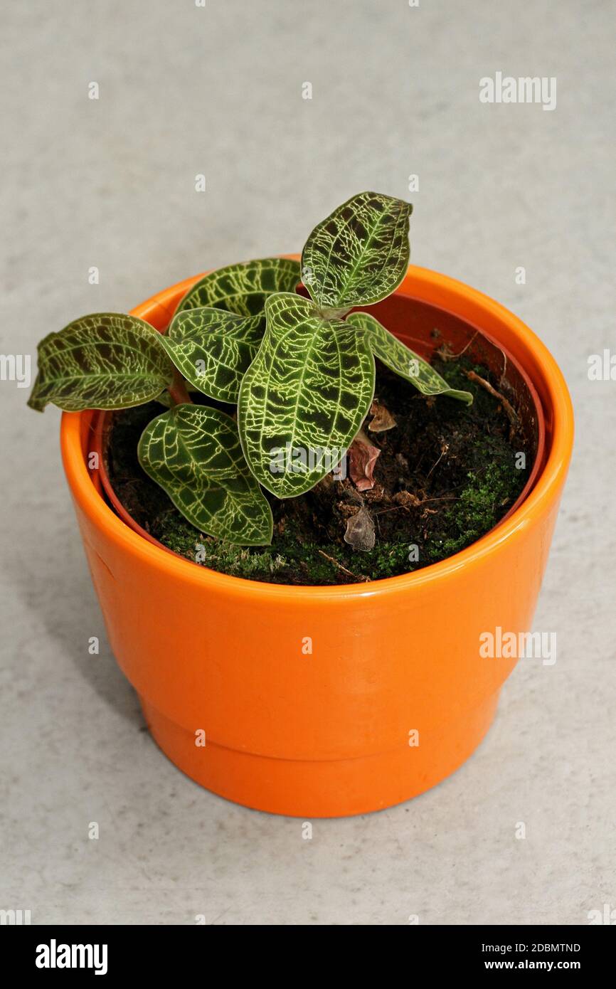 Petite feuille spéciale plante en pot orange Banque D'Images