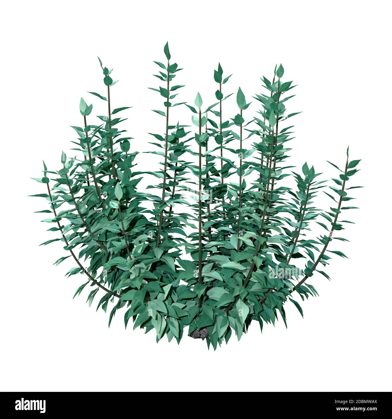 Rendu en relief d'une plante de Buddleja ou d'un buisson papillon isolé sur fond blanc Banque D'Images