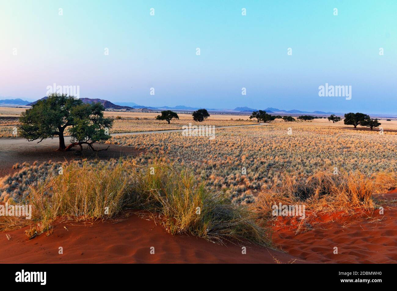 Ambiance matinale dans le parc national Namib Naukluft, Namibie Banque D'Images