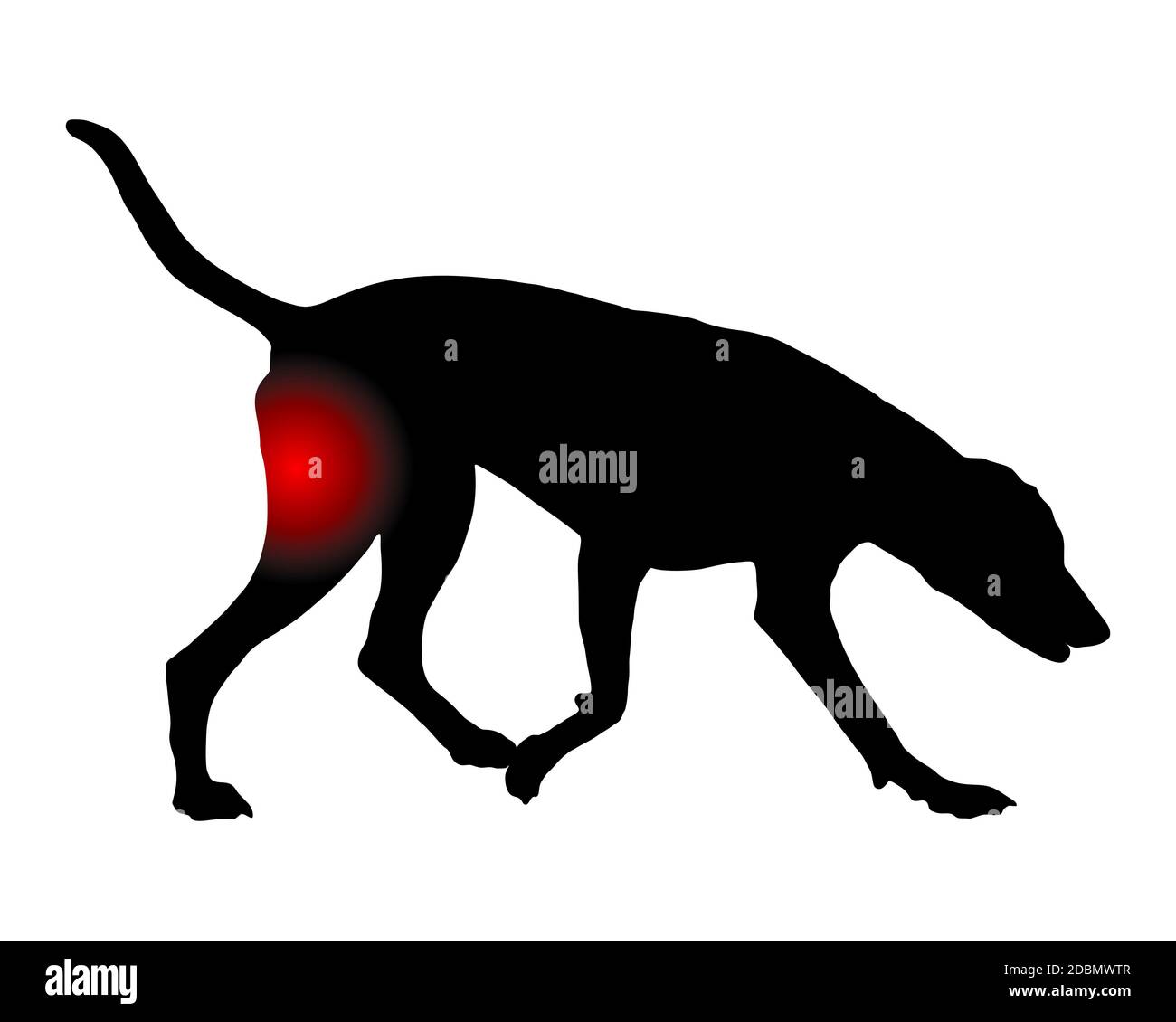 Hund mit Schmerzen im Hinterlauf Banque D'Images