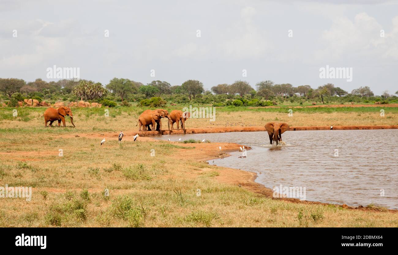 Beaucoup d'éléphants rouges sont sur le trou d'eau Banque D'Images