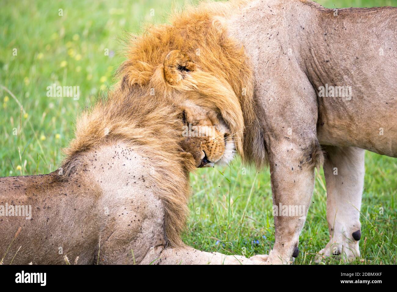 Certains grands lions se montrent leurs émotions dans la savane du Kenya Banque D'Images