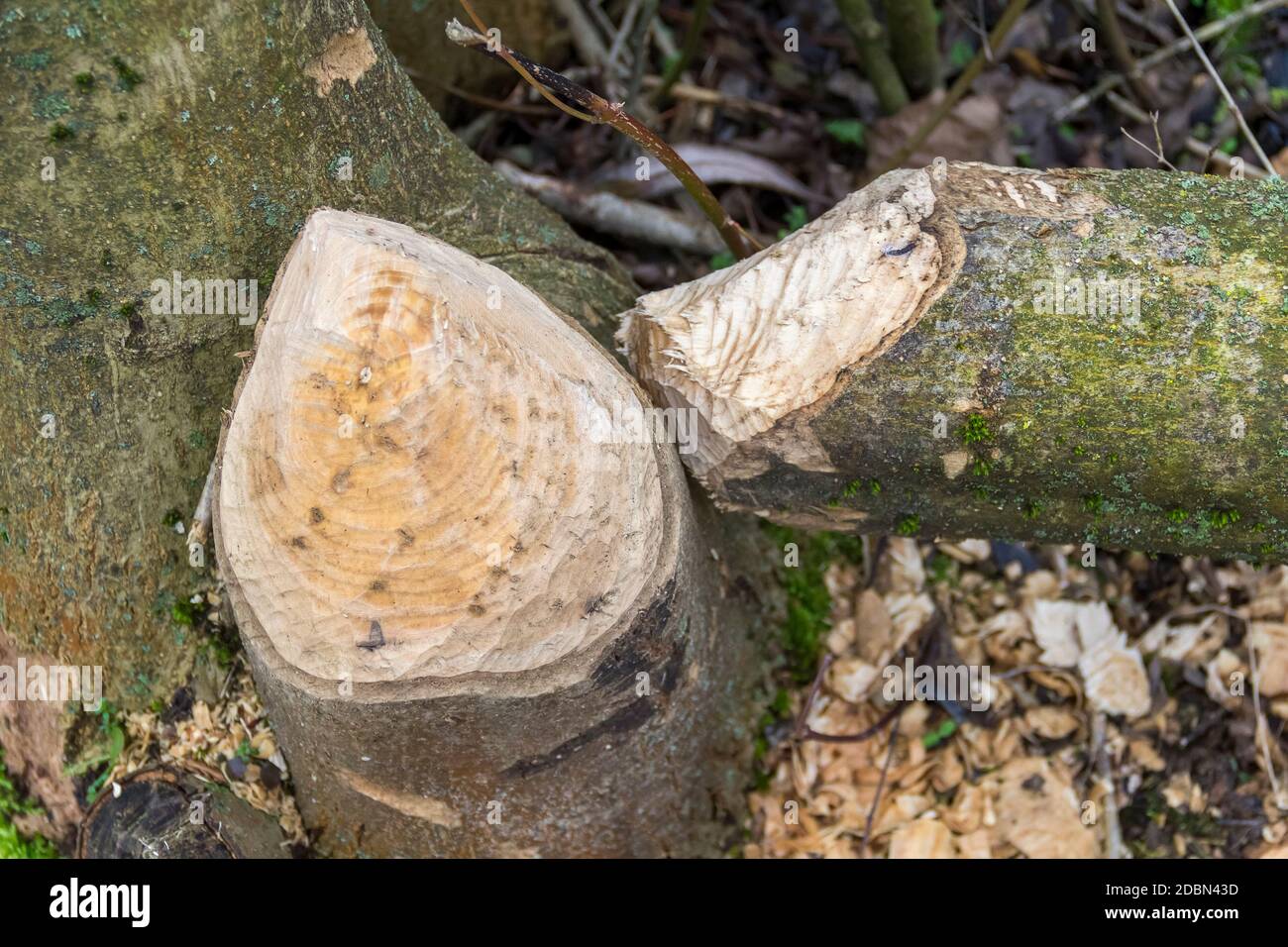 Nagé du tronc d'arbre mady par un castor vu dans le sud de l'Allemagne Banque D'Images