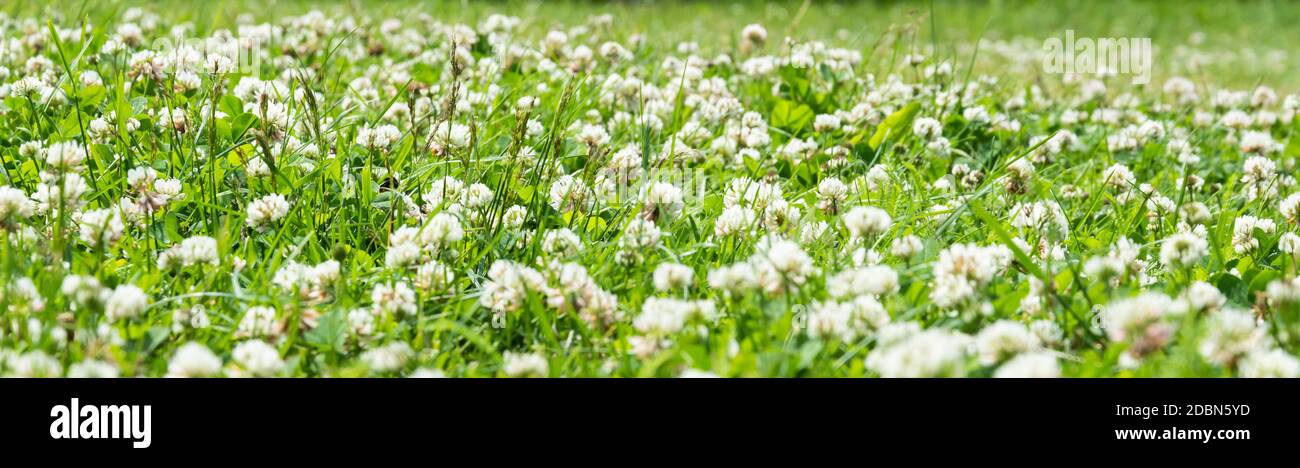 Trèfle. Trèfle à fleur blanche Trifolium pratense repens. Pelouse avec  fleurs de trèfle blanches et herbe verte. L'été ou le printemps Photo Stock  - Alamy