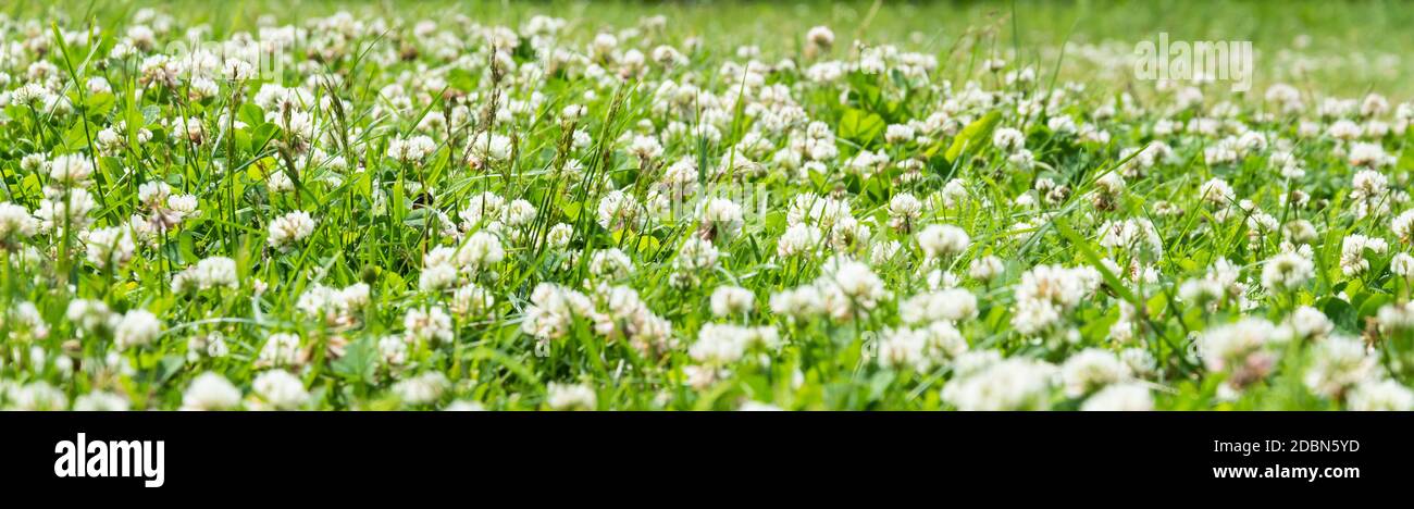 Trèfle. Trèfle à fleur blanche Trifolium pratense repens. Pelouse avec fleurs de trèfle blanches et herbe verte. L'été ou le printemps Banque D'Images