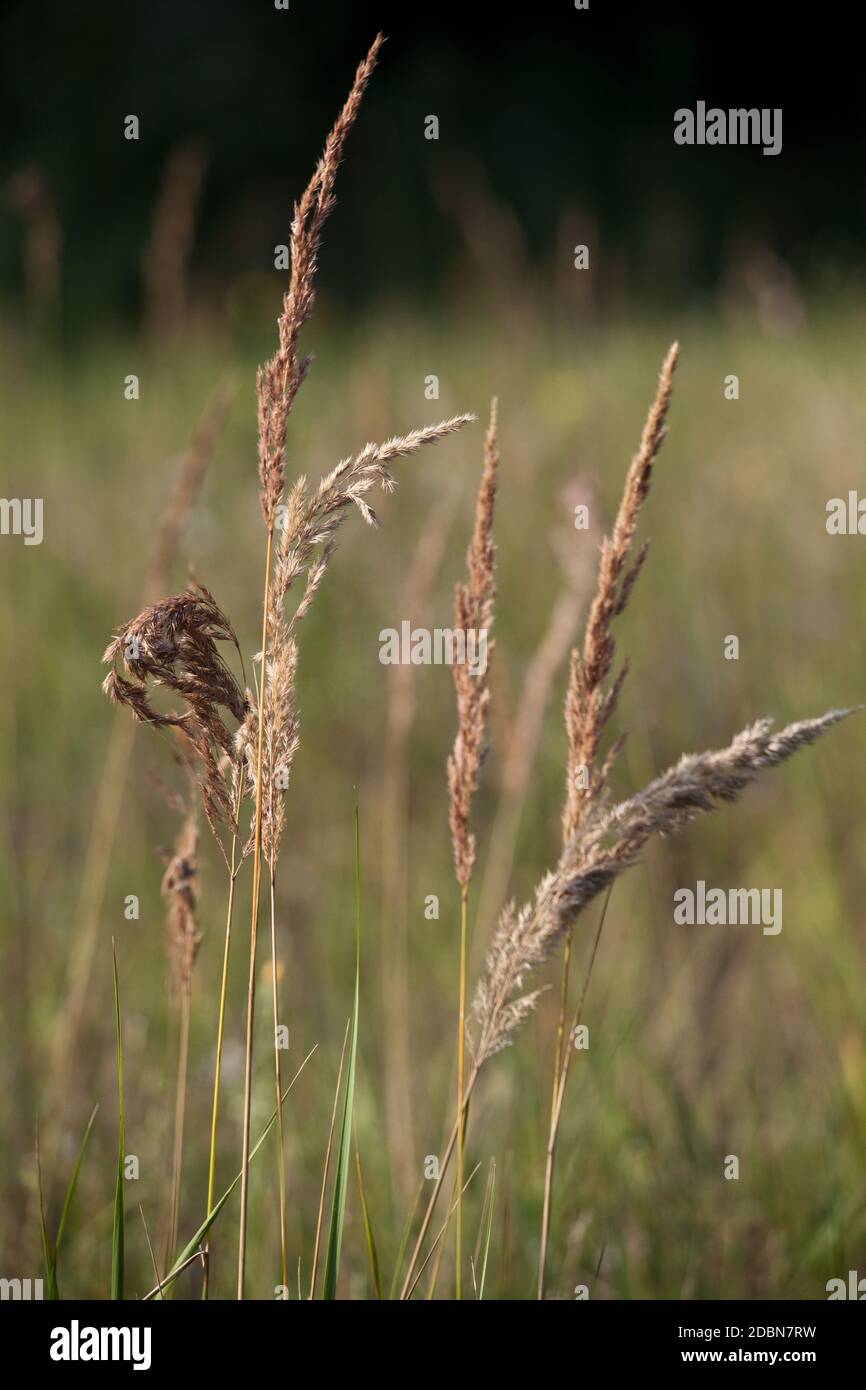 Les herbes Banque D'Images