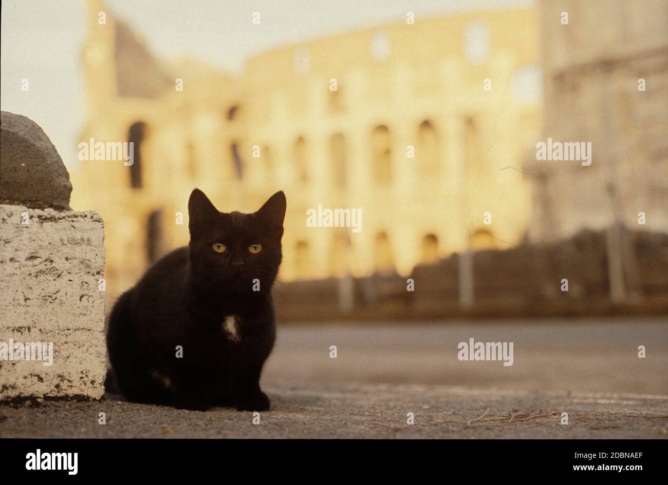 Chat noir à Rome, Gatto Nero a Roma, Colosseo Banque D'Images