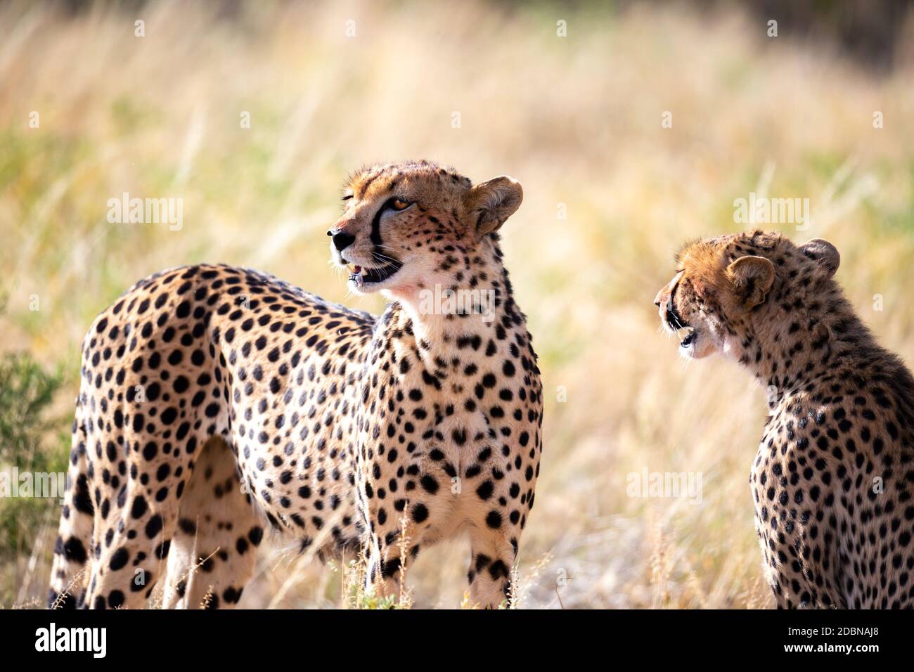 Un couple de guépard se trouve dans l'herbe et regarde dans la distance Banque D'Images