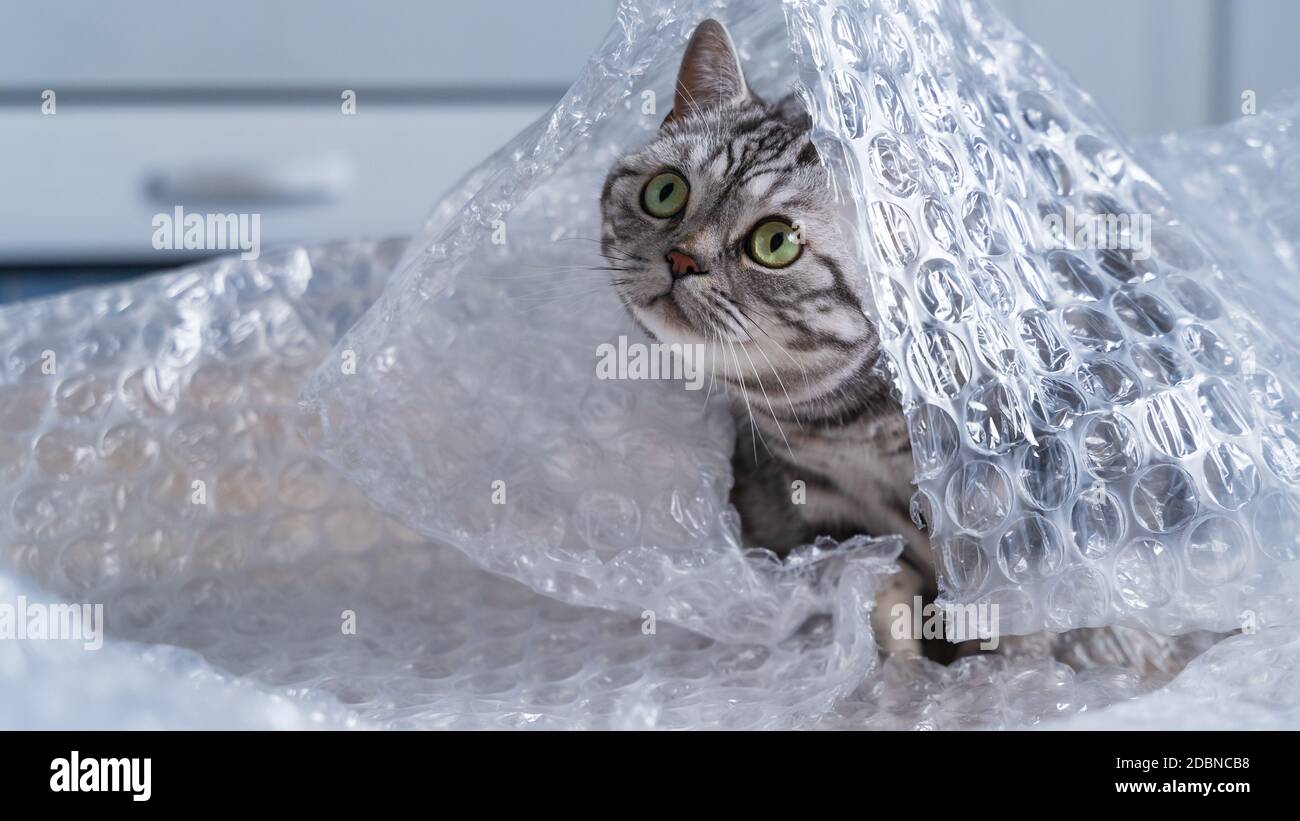 British Shorthair Argent Tabby Chat Pplaying Avec Bulle D Emballage Photo Stock Alamy