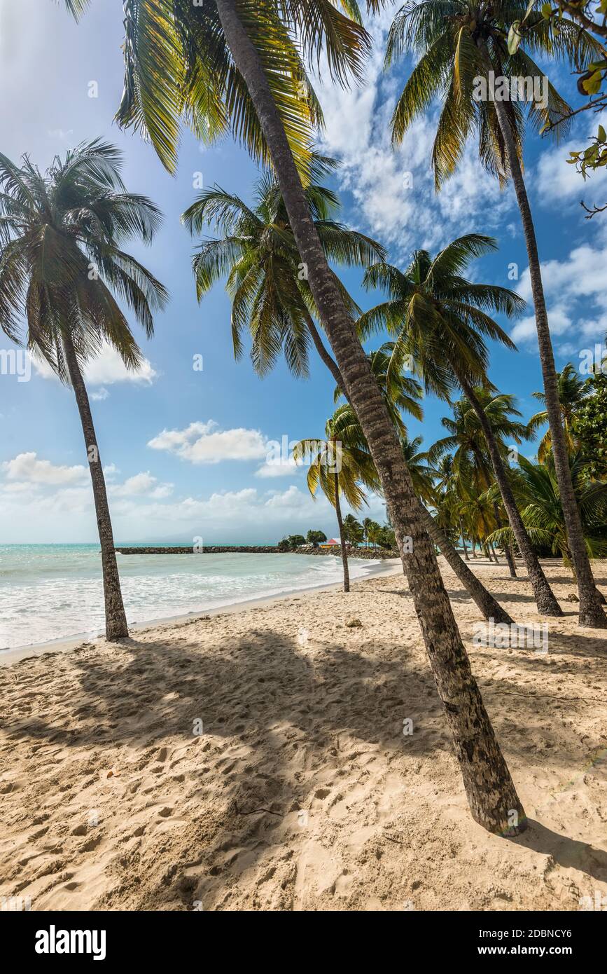 Paradise beach et palm tree, le Gosier en Guadeloupe, Caraïbes Banque D'Images