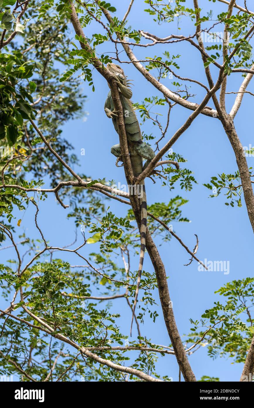 Green iguana on tree branch - Martinique île tropicale des Caraïbes, Banque D'Images