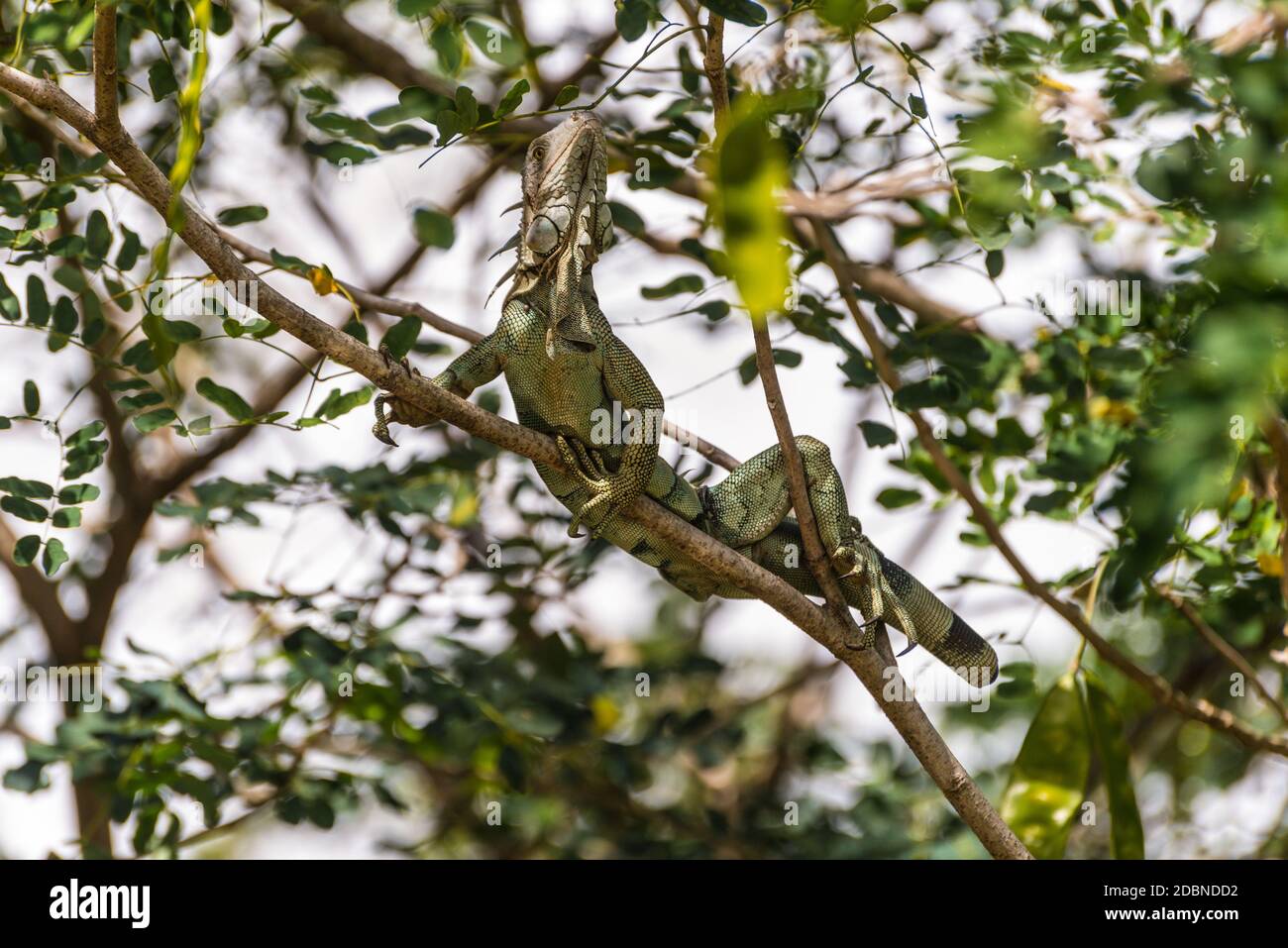 Iguane vert sans queue sur branche d'arbre - Martinique île tropicale des Caraïbes, Banque D'Images