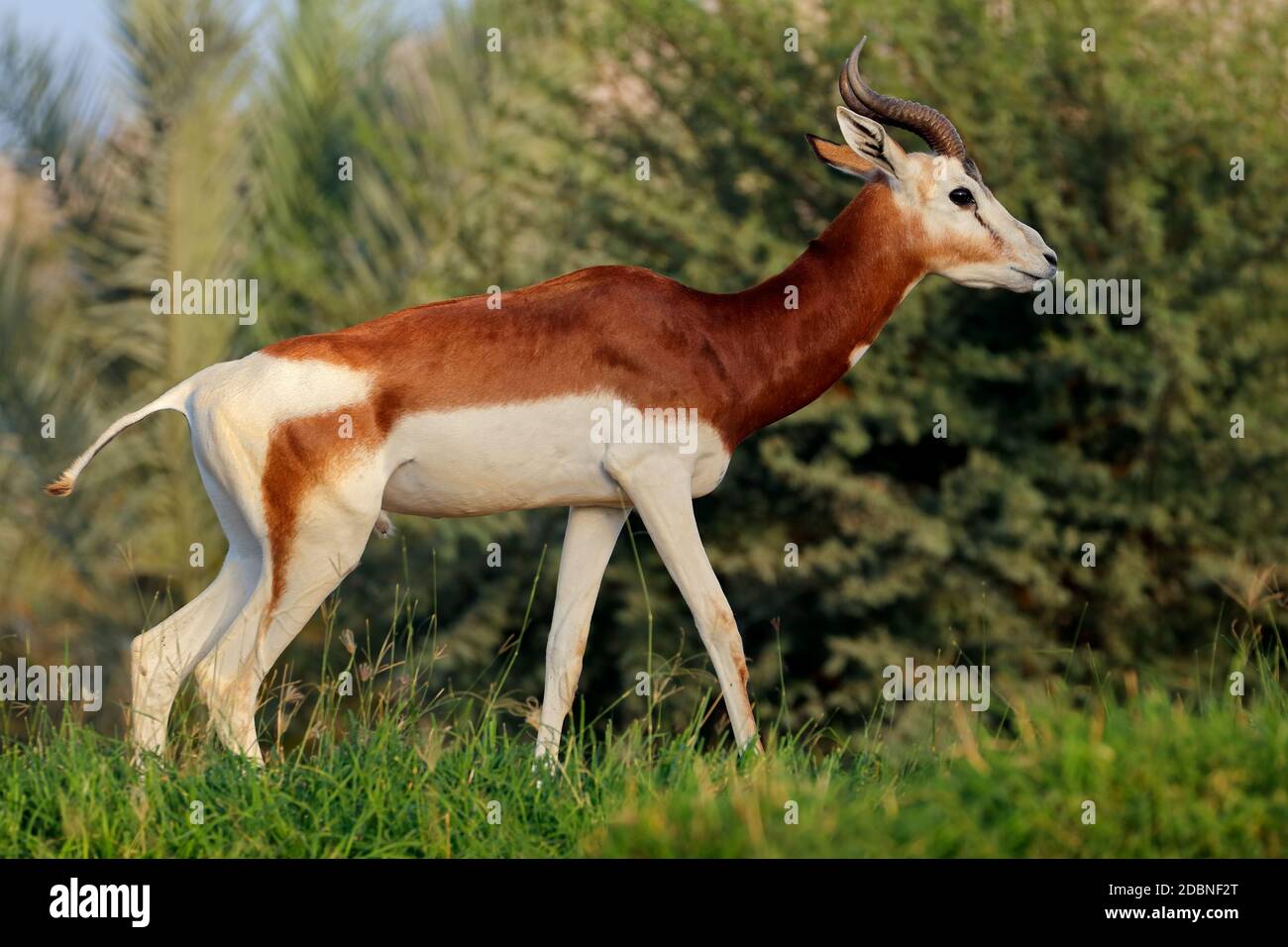 En danger critique d'hommes gazelle dama (Nanger dama), l'Afrique du Nord Banque D'Images