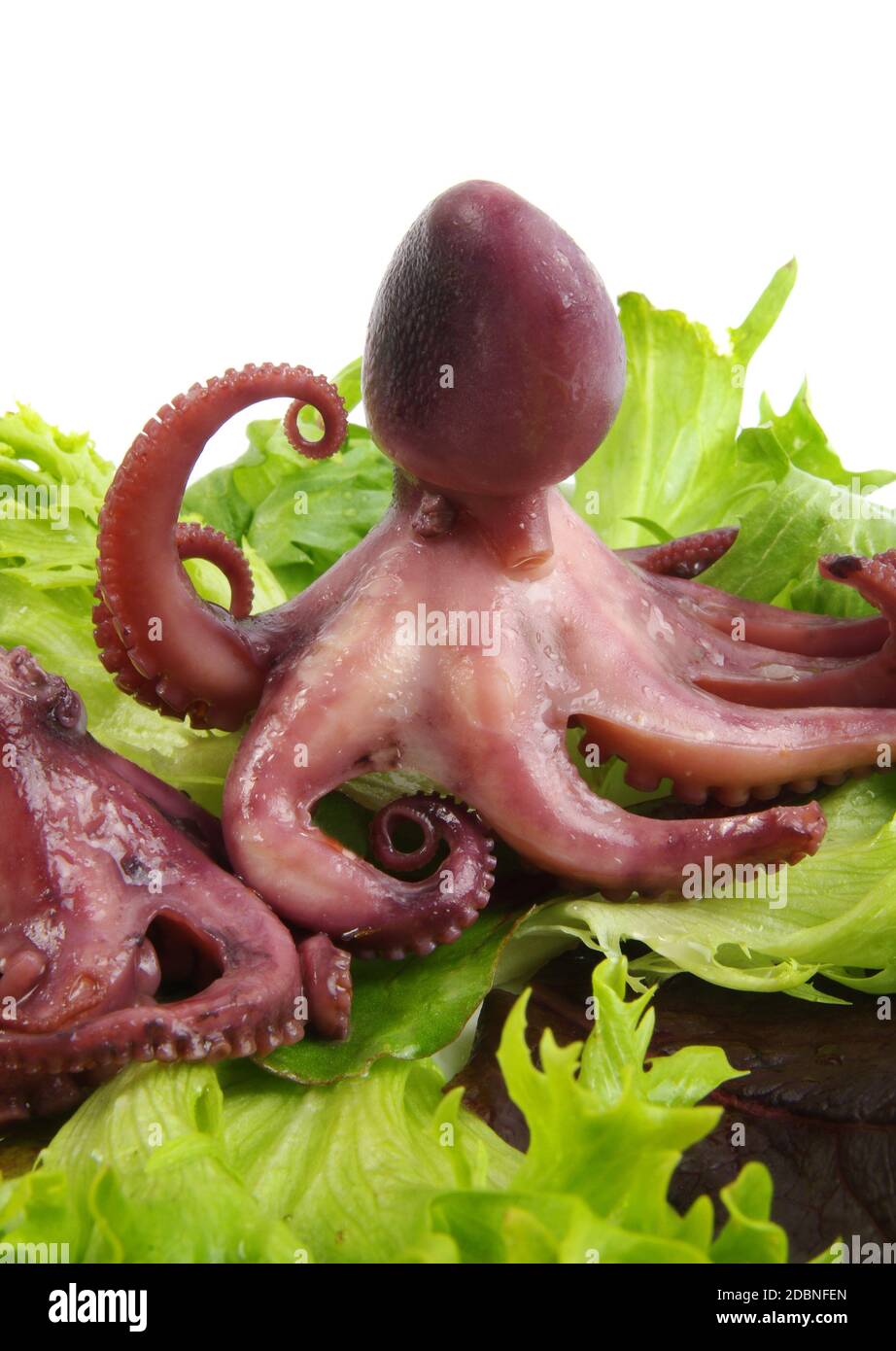 Baby Octopus Animal Banque D Image Et Photos Alamy