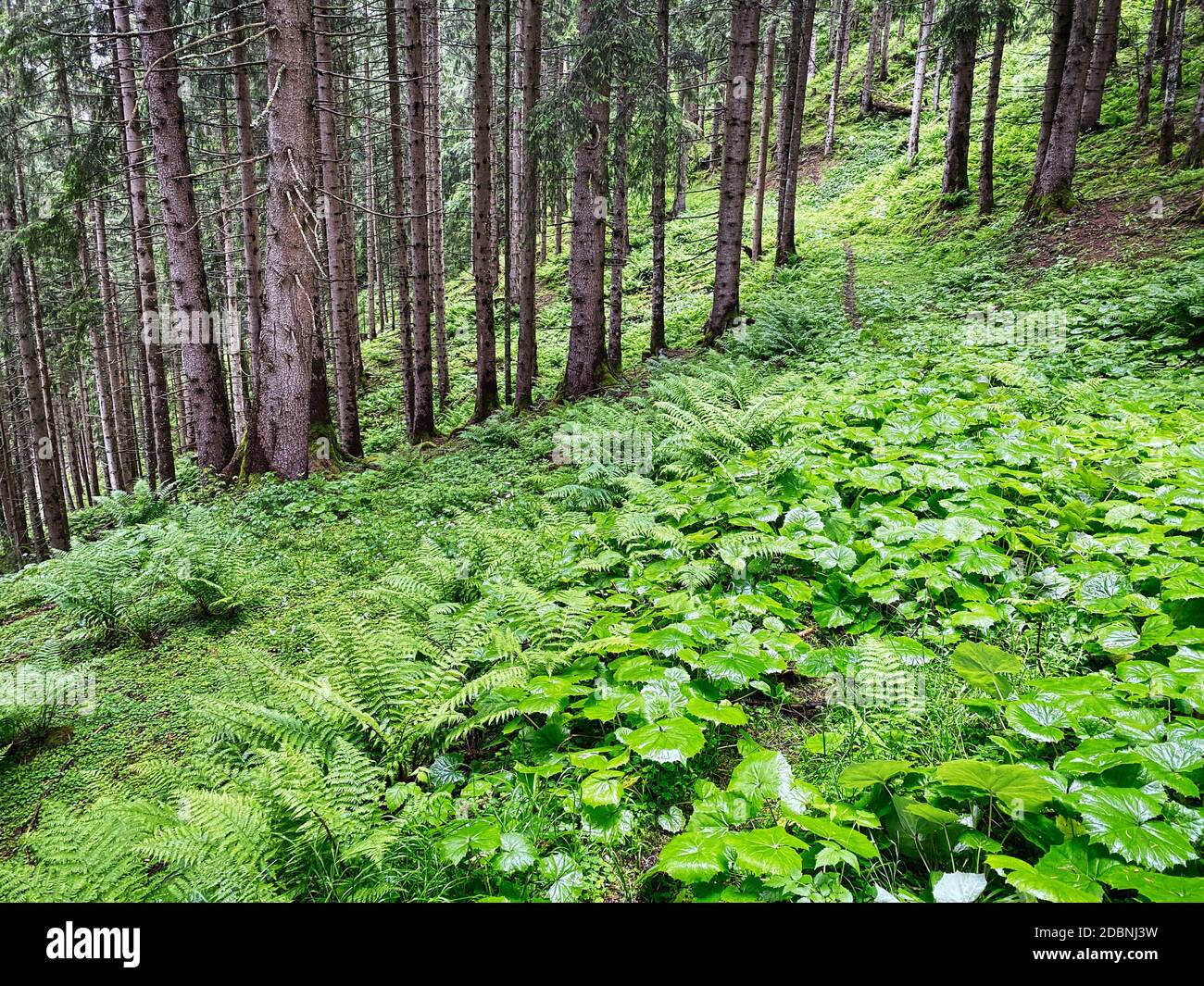 Forêt, belle forêt avec plantes et arbres Banque D'Images