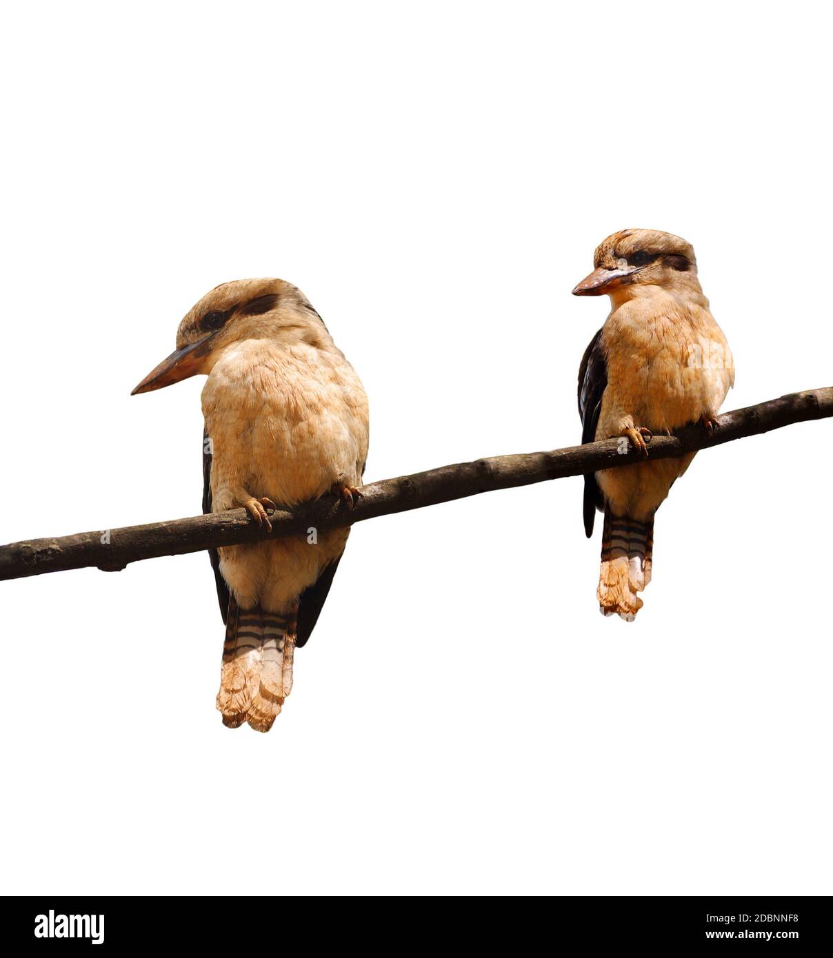 Kookaburra oiseaux australiens sur l'arbre Banque D'Images