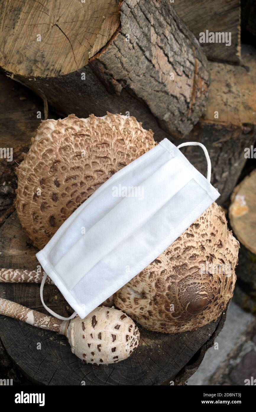 Champignons parasol avec masque chirurgical Banque D'Images