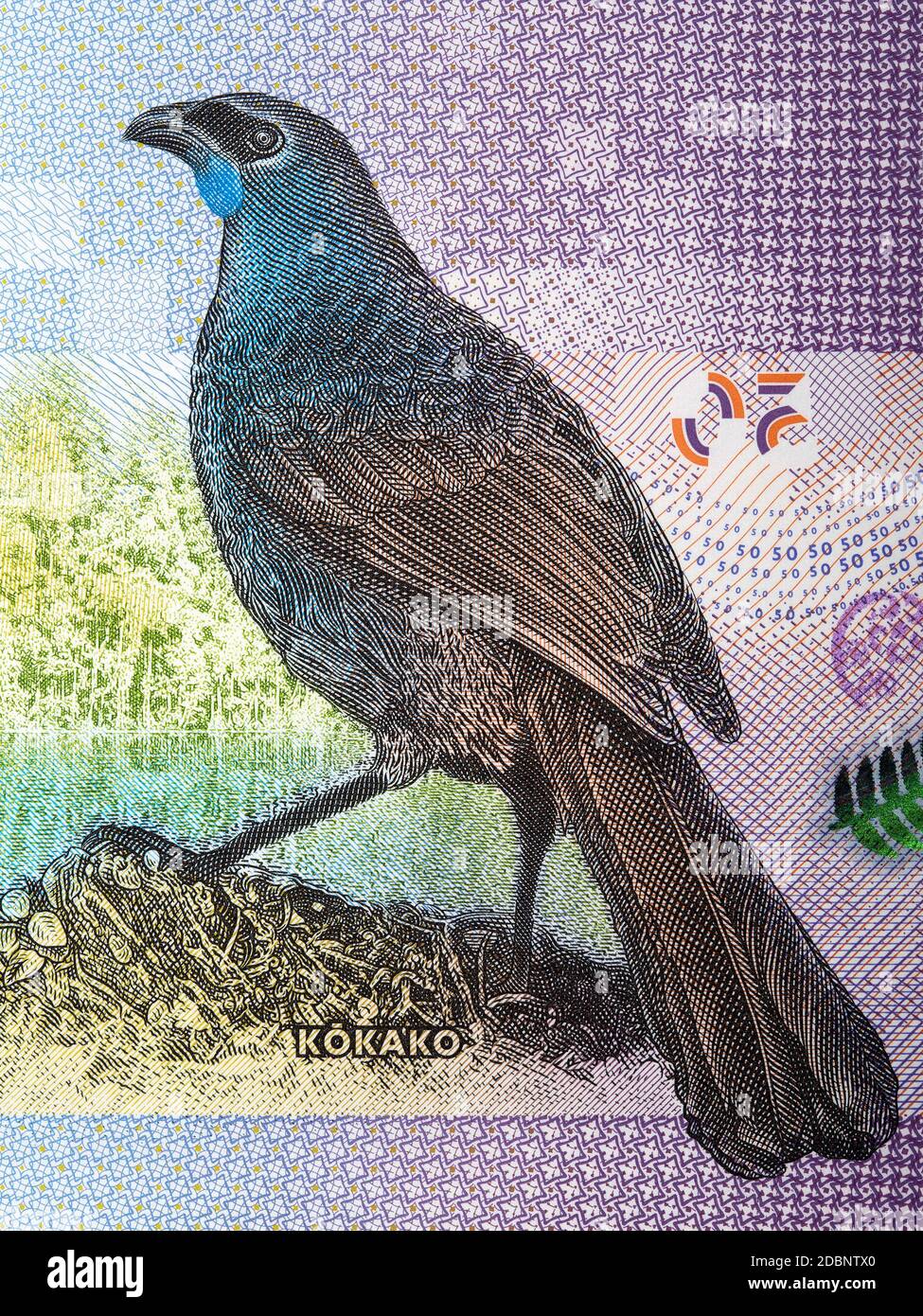 Kokako un portrait du dollar néo-zélandais Banque D'Images