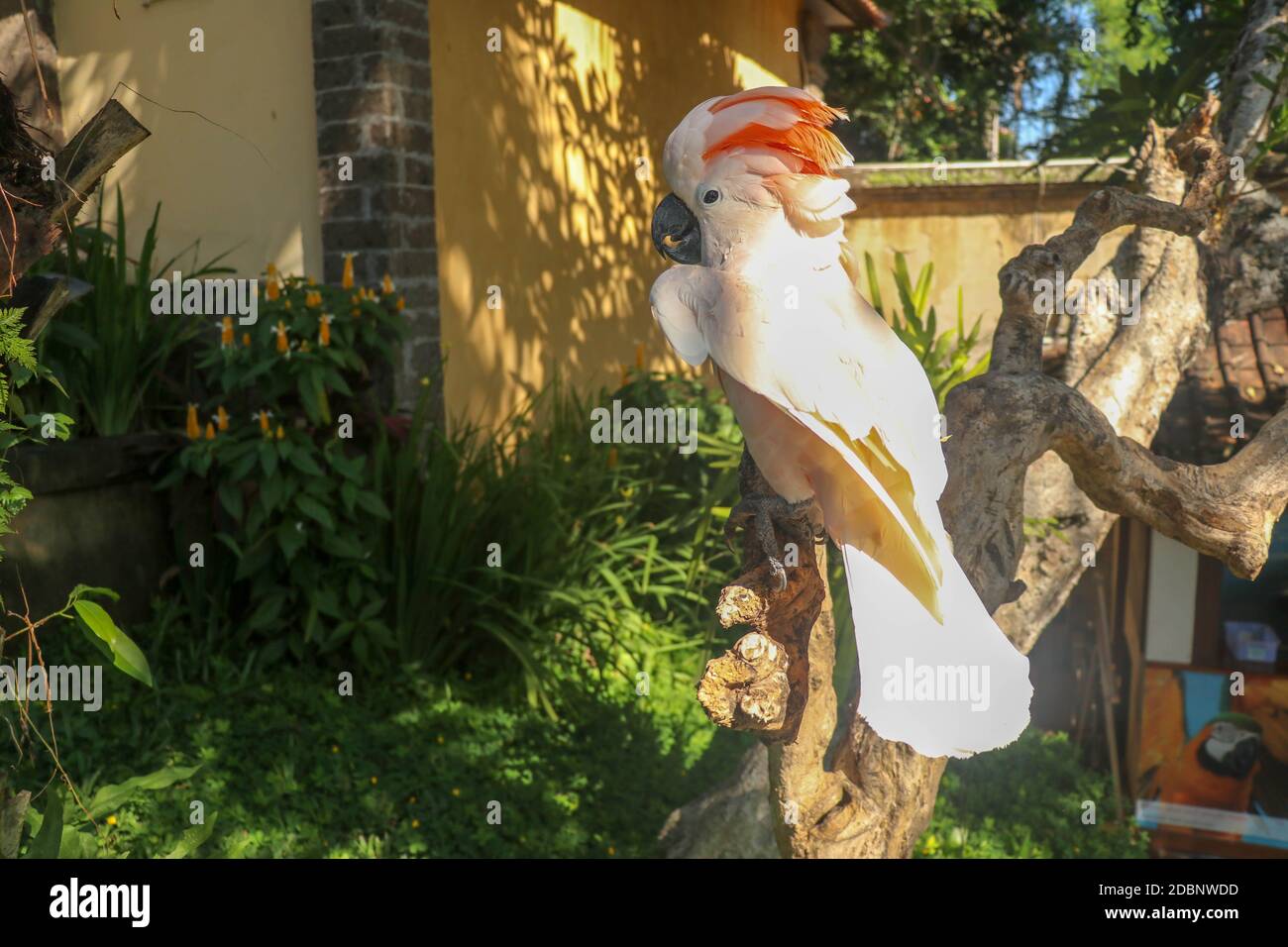 Magnifique perroquet de Cockatoo de Molucan, assis sur une branche sèche et en agitant ses ailes. Mignon saumon-Cockatoo à l'oiseau zoo de Bali. L'un des plus famou Banque D'Images