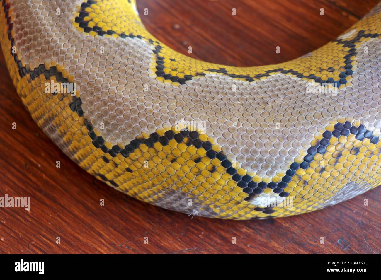 Gros plan de la texture de la peau du serpent pour le fond. Le python réticulé est un serpent non venimeux originaire de l'Asie du Sud et du Sud-est. Macro photo python sna Banque D'Images