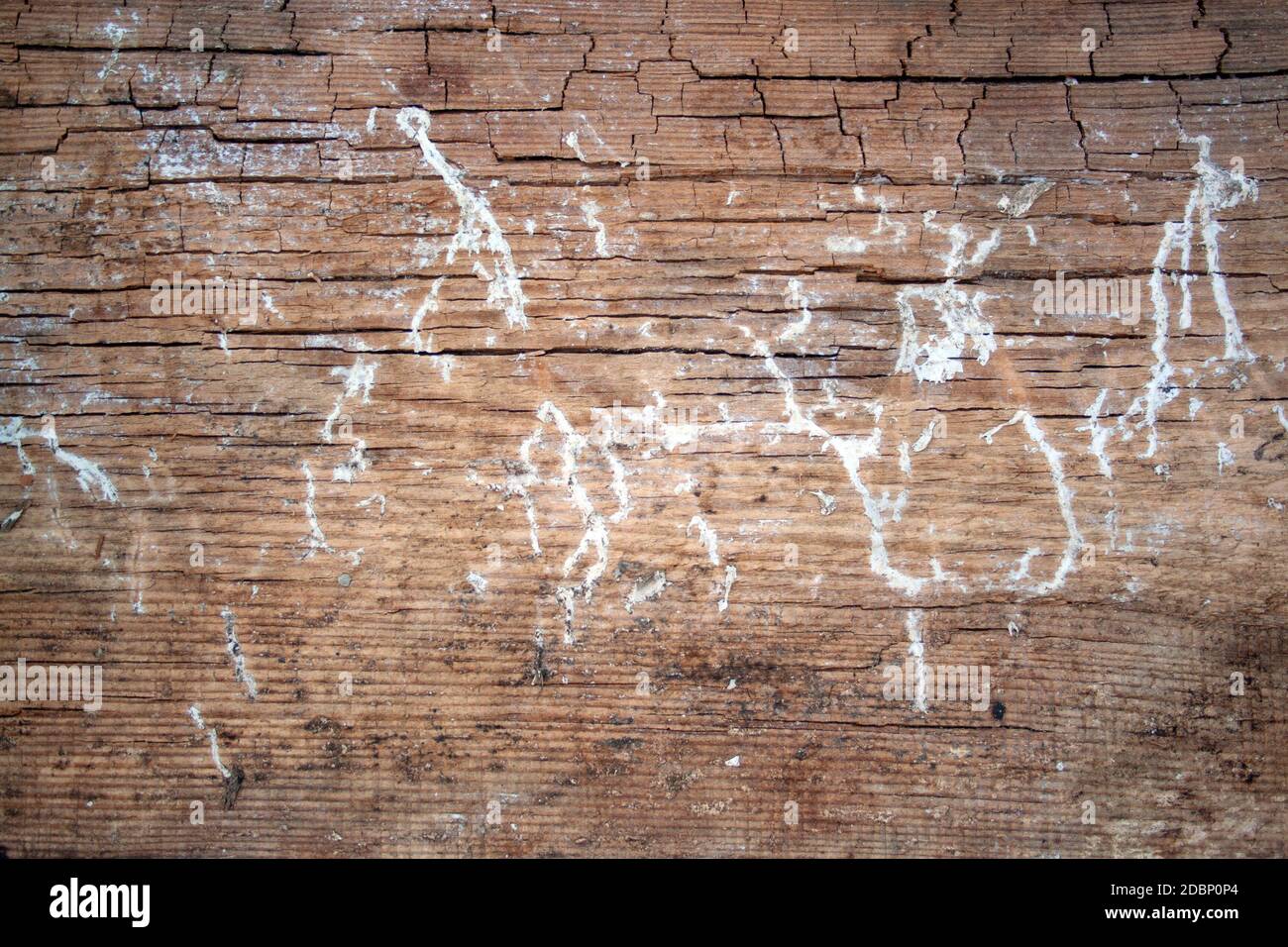 La texture en bois en décomposition. Old weathered wood background. Processus de décomposition Banque D'Images