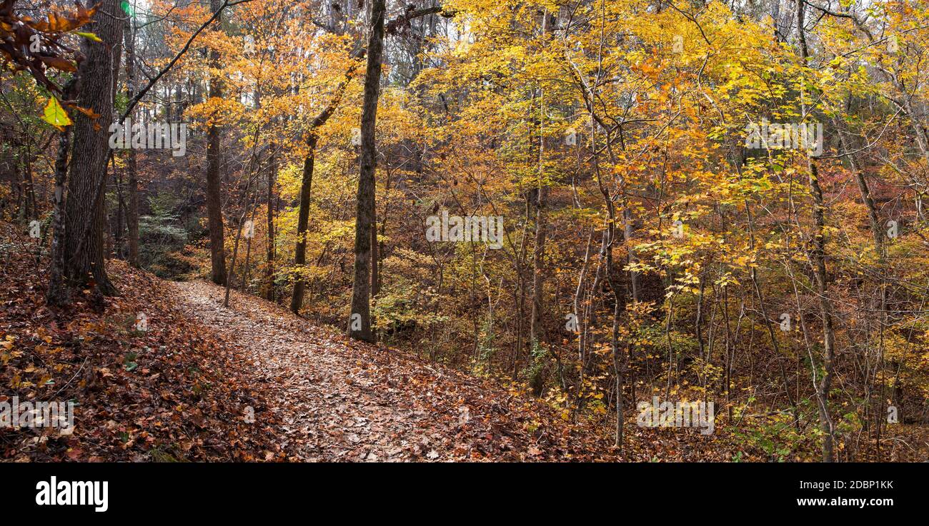 Un sentier de randonnée serpente à travers le magnifique feuillage d'automne de la réserve naturelle McDowell à Charlotte, en Caroline du Nord. Banque D'Images