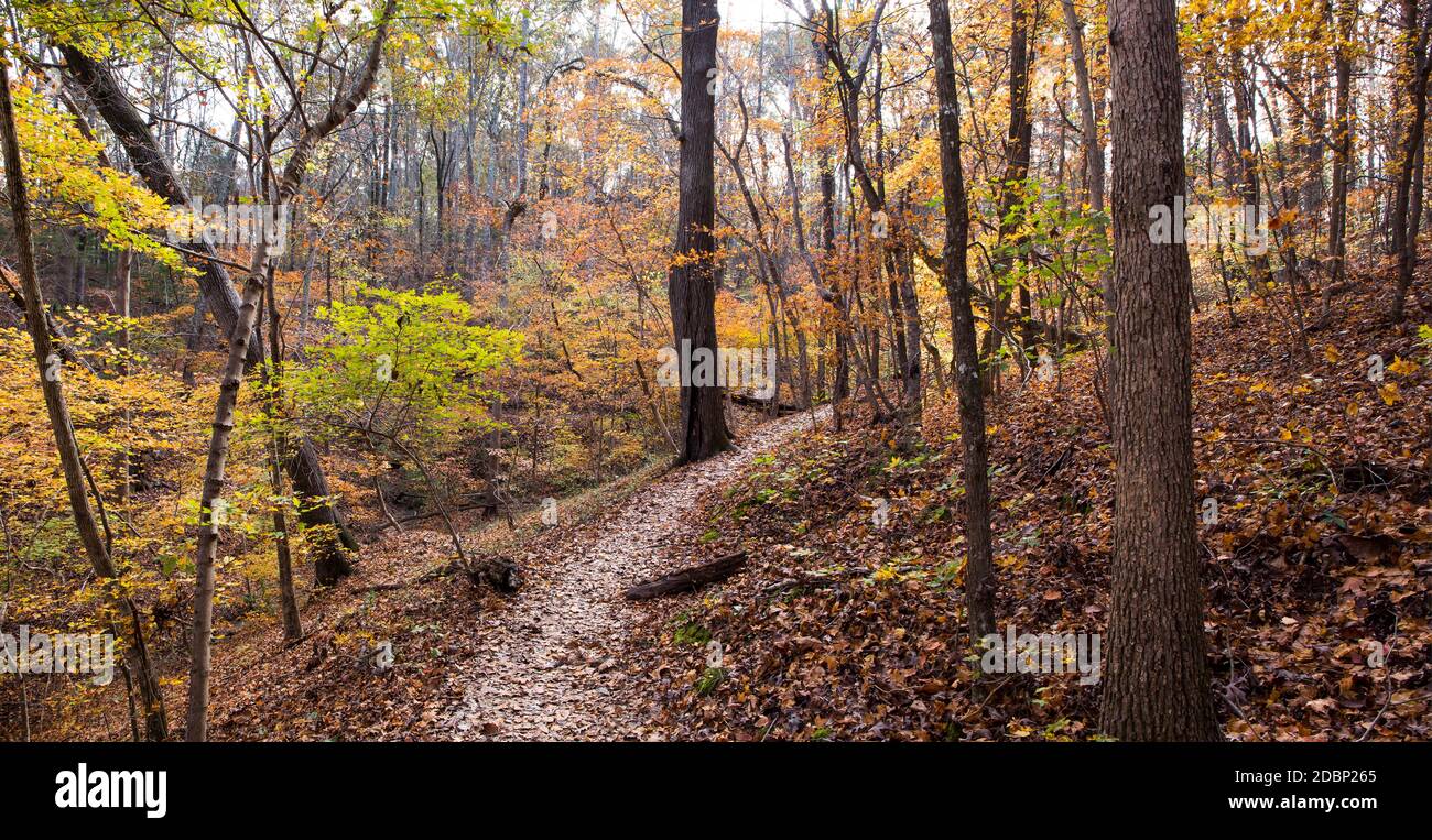 Un sentier de randonnée serpente à travers le magnifique feuillage d'automne de la réserve naturelle McDowell à Charlotte, en Caroline du Nord. Banque D'Images