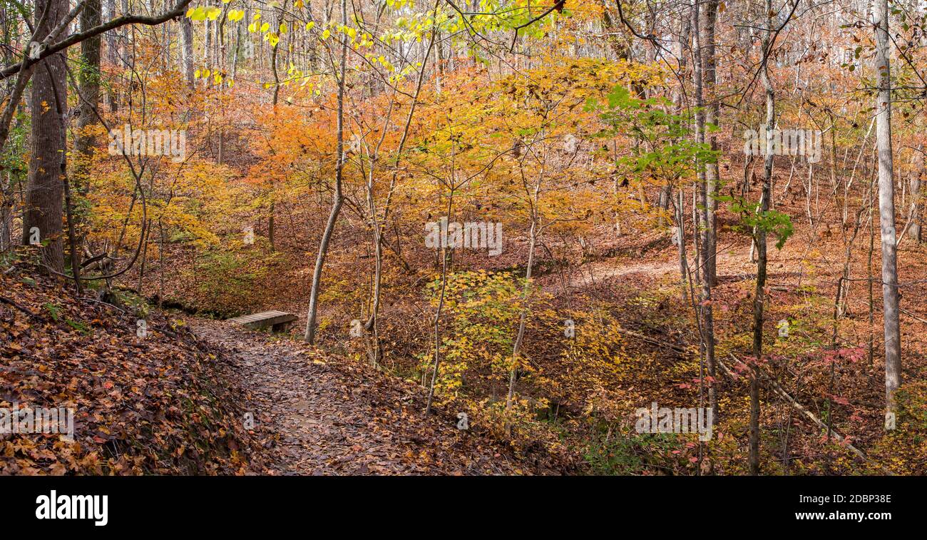 Un sentier de randonnée avec passerelle serpente à travers le feuillage d'automne brillant à la réserve naturelle de McDowell à Charlotte, en Caroline du Nord. Banque D'Images
