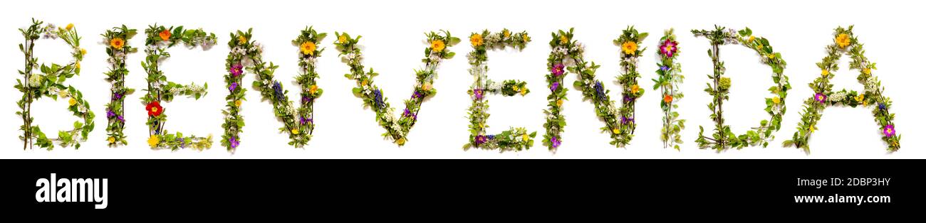 Fleur, branches et Blossom lettre Bâtiment Mot espagnol Bienvenida signifie Bienvenue. Arrière-plan isolé blanc Banque D'Images