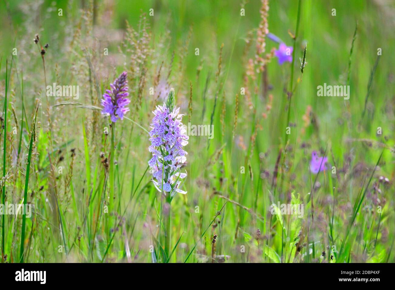 Dactylorhiza maculata, connue sous le nom d'orchidée tachetée ou d'orchidée tachetée de la lande Banque D'Images