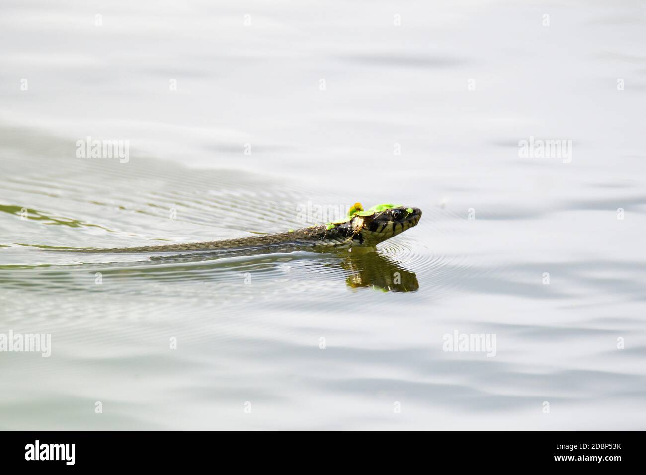 La couleuvre d'herbe Natrix natrix nageant aceoss le petit étang et en soulevant sa hachée. Banque D'Images