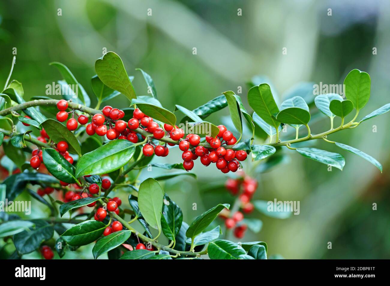 Stechpalme (Ilex aquifolium 'J.C. van Tol') Banque D'Images